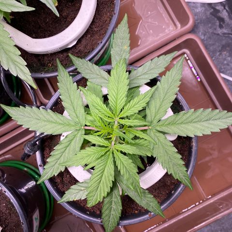 Gorilla Glue Auto #2 growlog timeline photo
