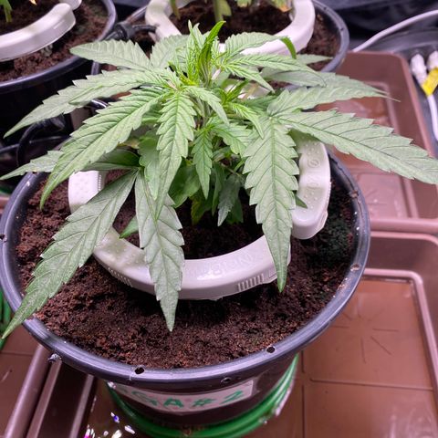 Gorilla Glue Auto #2 growlog timeline photo