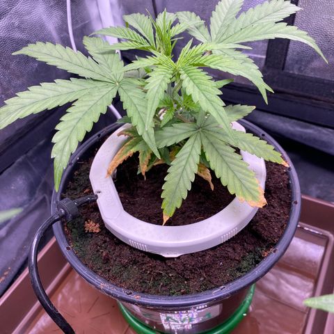 Gorilla Zkittlez Auto #1 growlog timeline photo