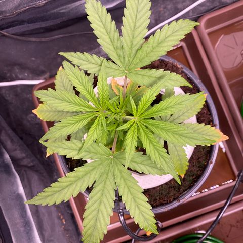 Gorilla Zkittlez Auto #1 growlog timeline photo