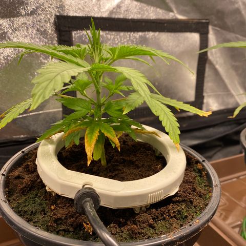 Gorilla Zkittlez Auto #1 growlog timeline photo