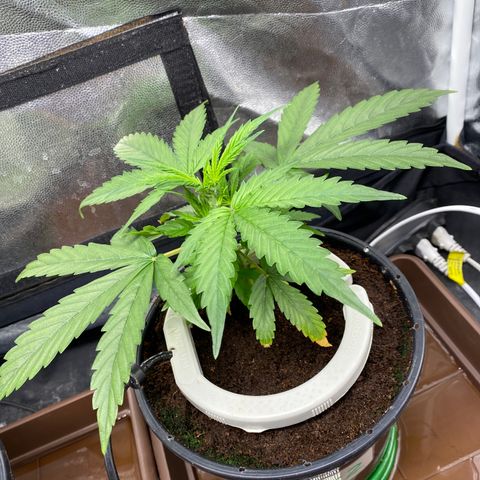 Gorilla Zkittlez Auto #2 growlog timeline photo
