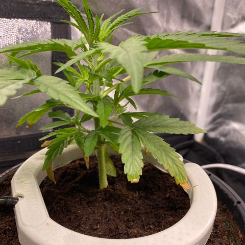 Gorilla Zkittlez Auto #2 growlog timeline photo