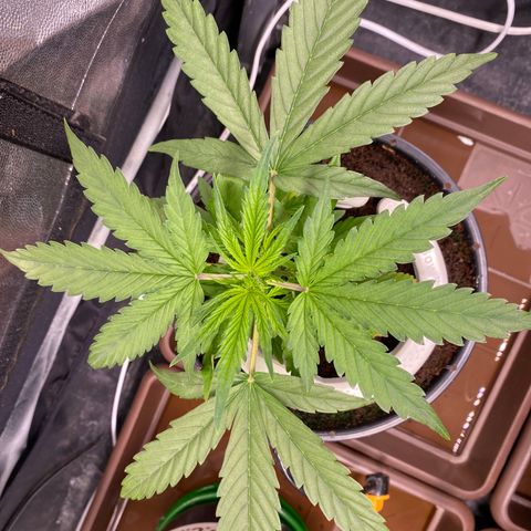 Gorilla Zkittlez Auto #2 growlog timeline photo