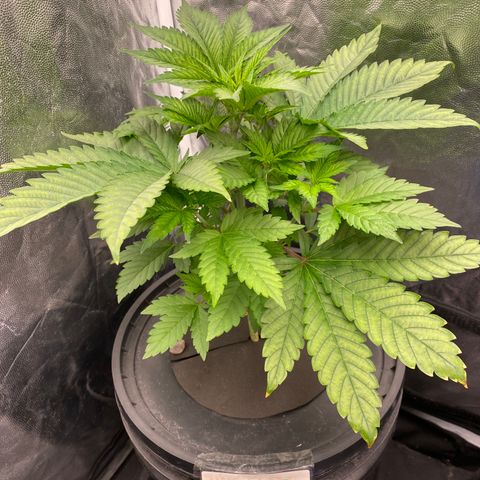 Mimosa Evo #2 growlog timeline photo