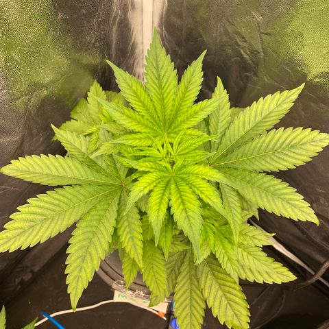 Mimosa Evo #2 growlog timeline photo
