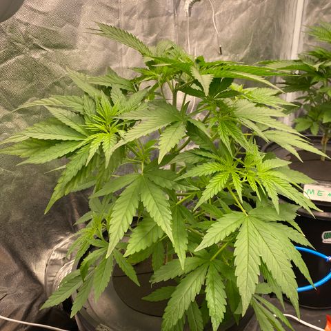 Medical Grape CBD #2 growlog photo: Desfolhação e poda top