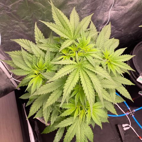 Medical Grape CBD #2 growlog photo: Desfolhação e poda top