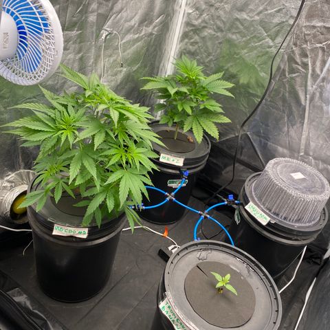 Medical Grape CBD #2 growlog timeline photo