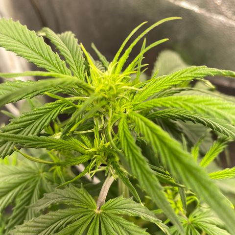 Gorilla Zkittlez Auto #2 growlog photo: Desfolhação e pré flora