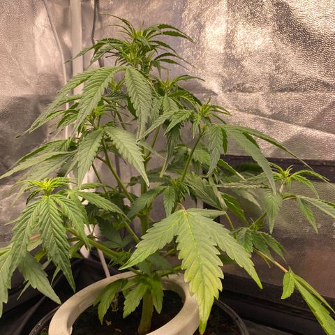 Gorilla Zkittlez Auto #2 growlog photo: Desfolhação e pré flora