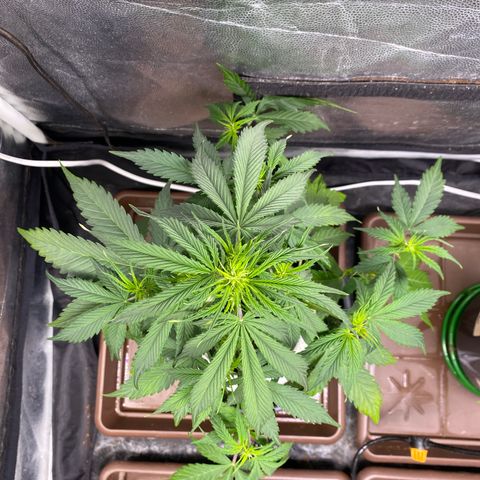 Gorilla Zkittlez Auto #2 growlog photo: Desfolhação e pré flora