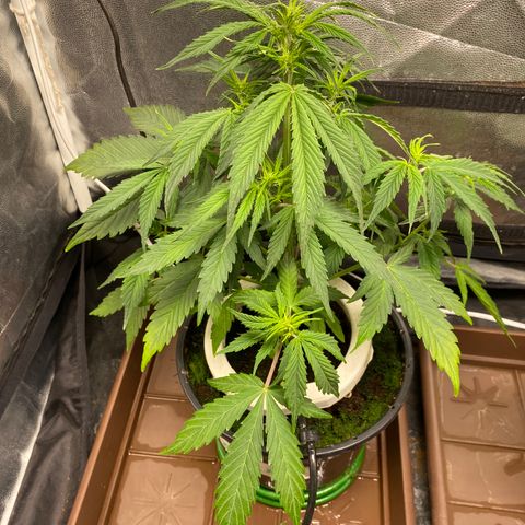Gorilla Zkittlez Auto #2 growlog photo: Desfolhação e pré flora