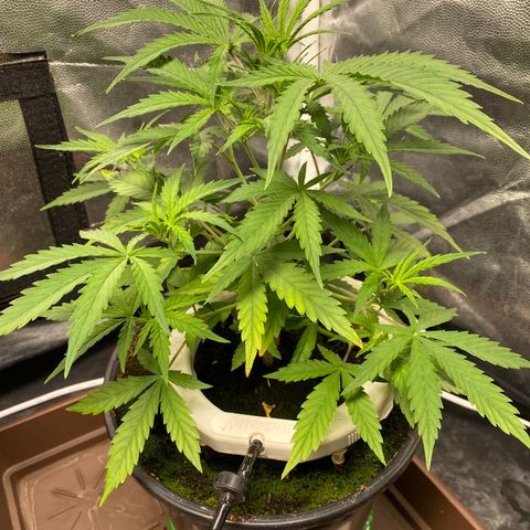 Gorilla Zkittlez Auto #1 growlog photo: Desfolhação 