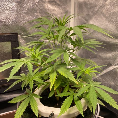 Gorilla Zkittlez Auto #1 growlog photo: Desfolhação 