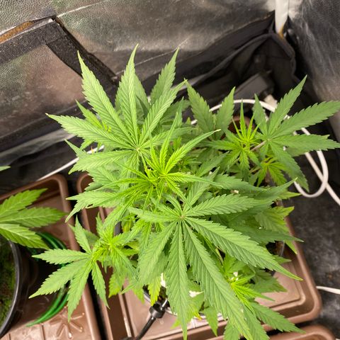 Gorilla Zkittlez Auto #1 growlog photo: Desfolhação 