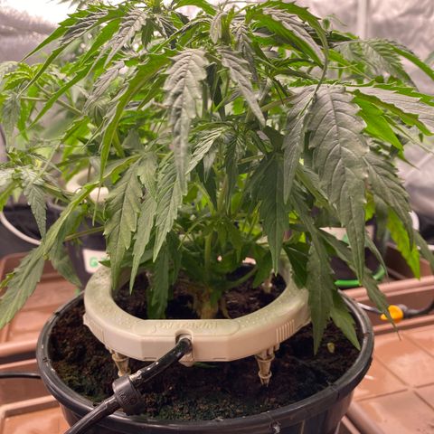 Gorilla Glue Auto #2 growlog photo: Desfolhação 