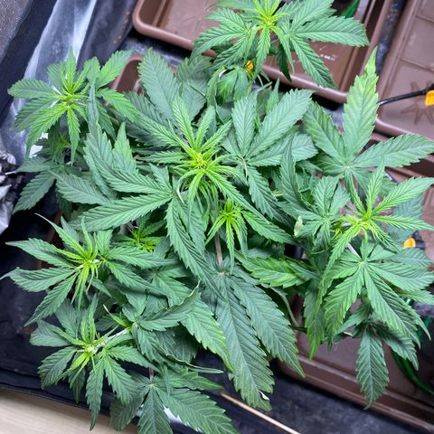 Gorilla Glue Auto #2 growlog photo: Desfolhação 