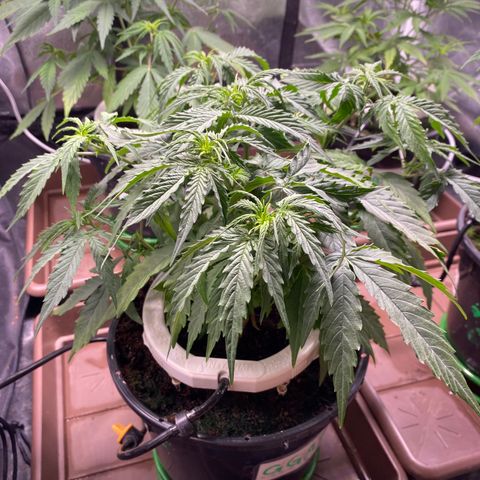 Gorilla Glue Auto #2 growlog photo: Desfolhação 