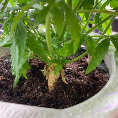 Gorilla Glue Auto #2 growlog photo: Desfolhação 
