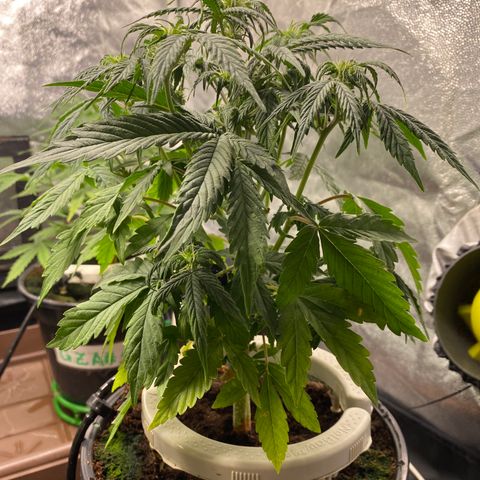 Gorilla Glue Auto #1 growlog photo: Desfolhação e pré flora 