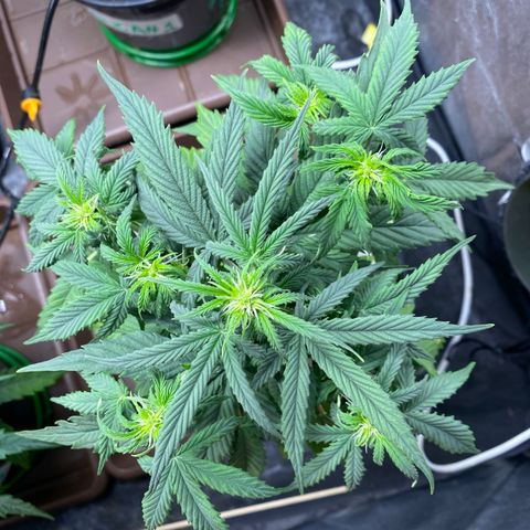 Gorilla Glue Auto #1 growlog photo: Desfolhação e pré flora 