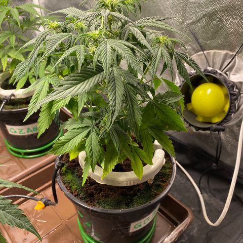 Gorilla Glue Auto #1 growlog photo: Desfolhação e pré flora 