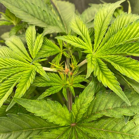 Mimosa Evo #2 growlog timeline photo