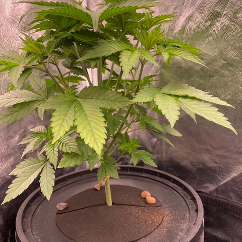Mimosa Evo #2 growlog timeline photo