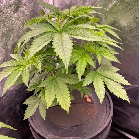 Mimosa Evo #2 growlog timeline photo