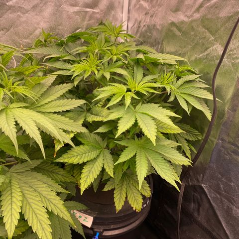 Mimosa Evo #2 growlog timeline photo