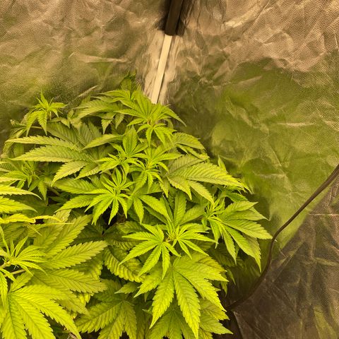 Mimosa Evo #2 growlog timeline photo