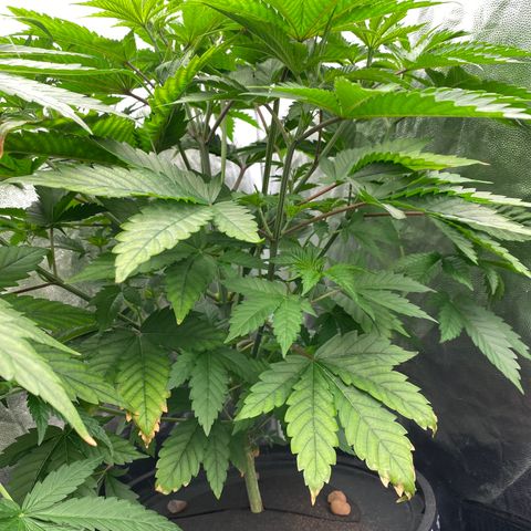 Mimosa Evo #2 growlog timeline photo