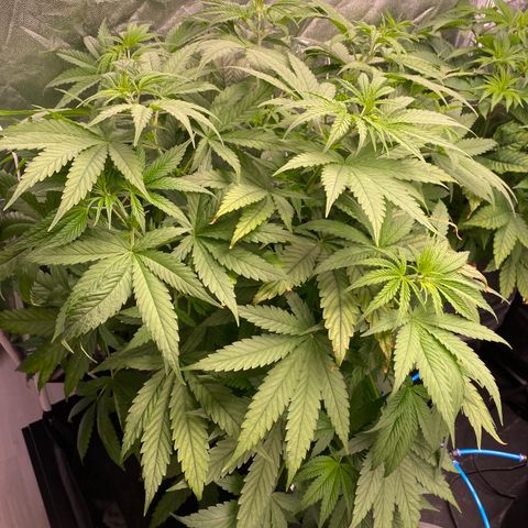 Medical Grape CBD #2 growlog timeline photo
