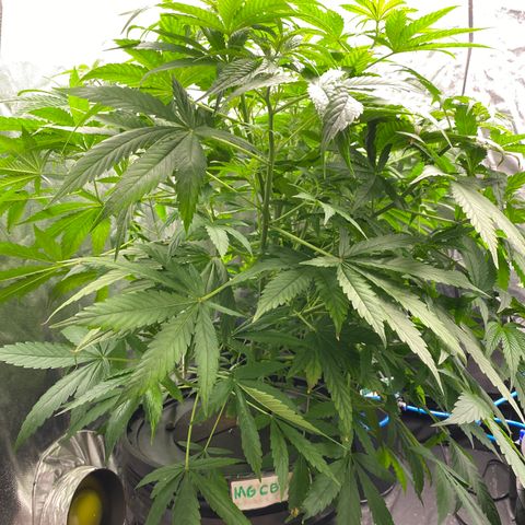 Medical Grape CBD #2 growlog timeline photo