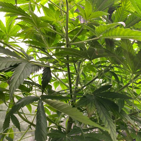 Medical Grape CBD #2 growlog timeline photo