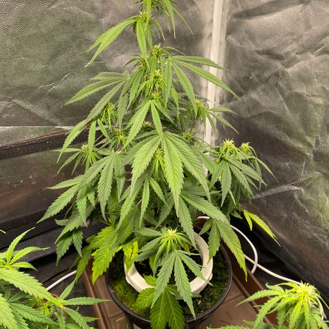 Gorilla Zkittlez Auto #2 growlog timeline photo