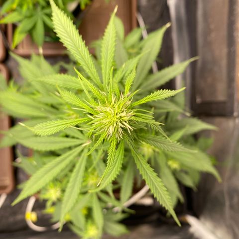 Gorilla Zkittlez Auto #2 growlog timeline photo