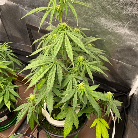 Gorilla Zkittlez Auto #2 growlog timeline photo