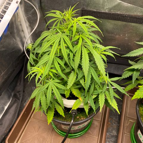 Gorilla Zkittlez Auto #1 growlog timeline photo