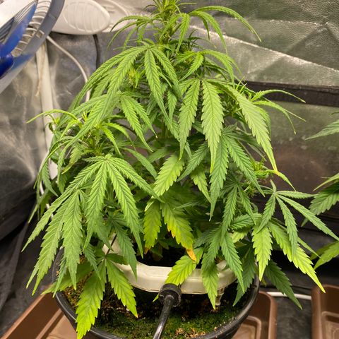 Gorilla Zkittlez Auto #1 growlog timeline photo