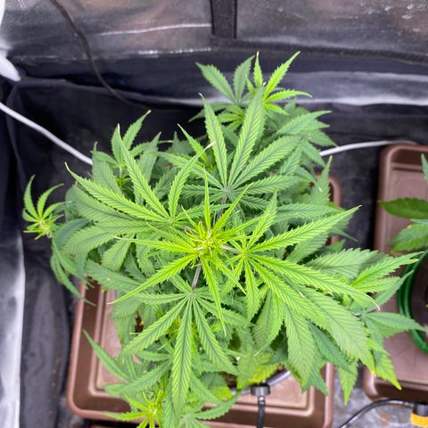 Gorilla Zkittlez Auto #1 growlog timeline photo