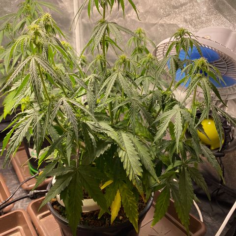 Gorilla Glue Auto #2 growlog timeline photo