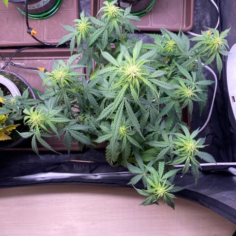 Gorilla Glue Auto #2 growlog timeline photo
