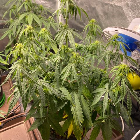 Gorilla Glue Auto #2 growlog timeline photo