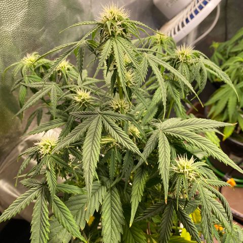 Gorilla Glue Auto #1 growlog timeline photo