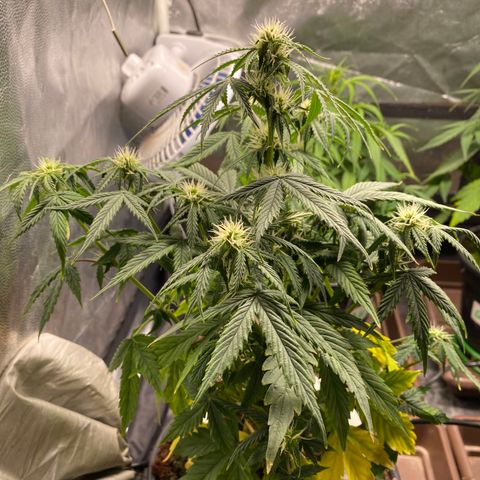 Gorilla Glue Auto #1 growlog timeline photo