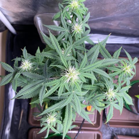 Gorilla Glue Auto #1 growlog timeline photo