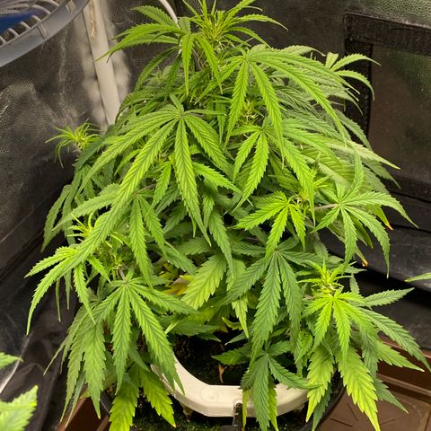 Gorilla Zkittlez Auto #1 growlog timeline photo
