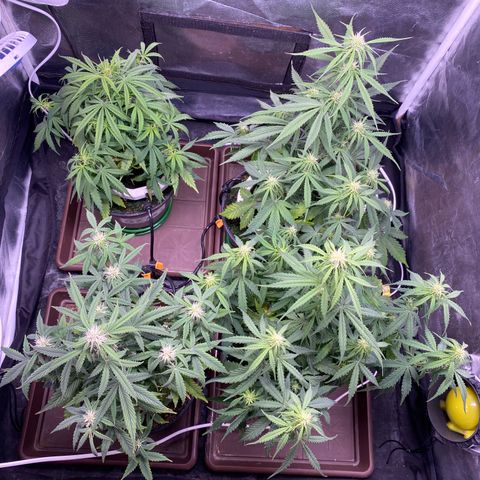 Gorilla Zkittlez Auto #1 growlog timeline photo